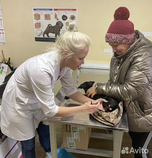 Готовый бизнес ветеринарная клиника