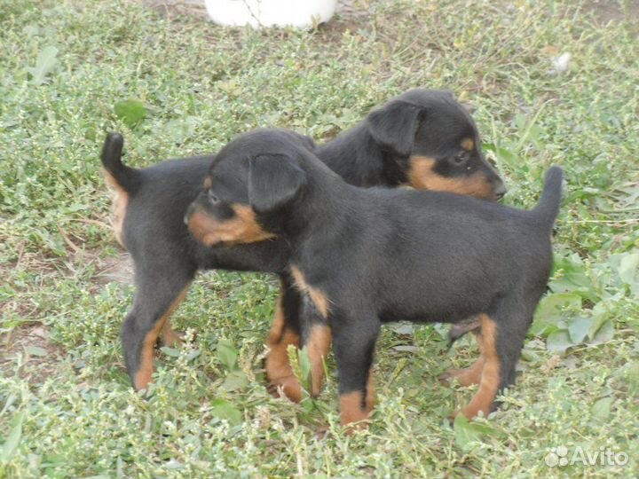 Щенки охотничьего ягдтерьера