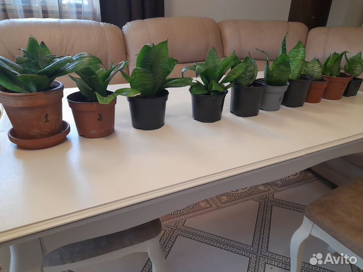 Сансевьерия ханни