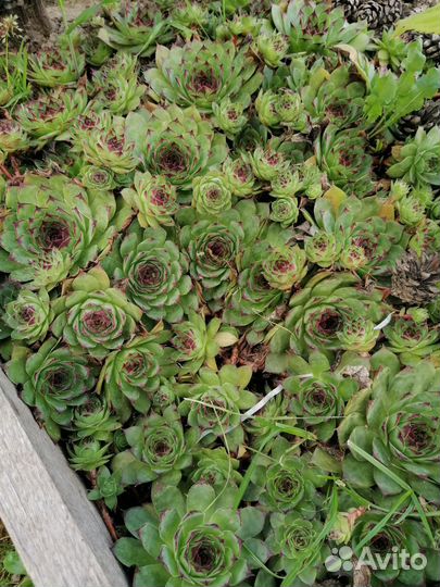 Почвопокровники, для альпийской горки