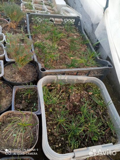 Сеянцы кедра корейского