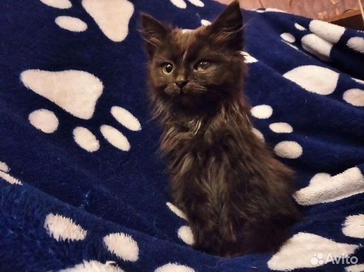 Кошка в дар