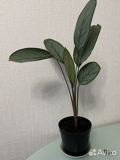 Калатея