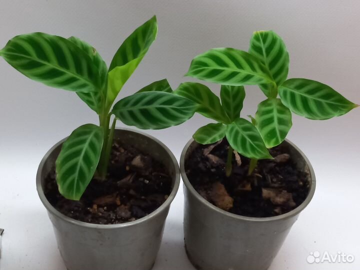 Калатея зебрина