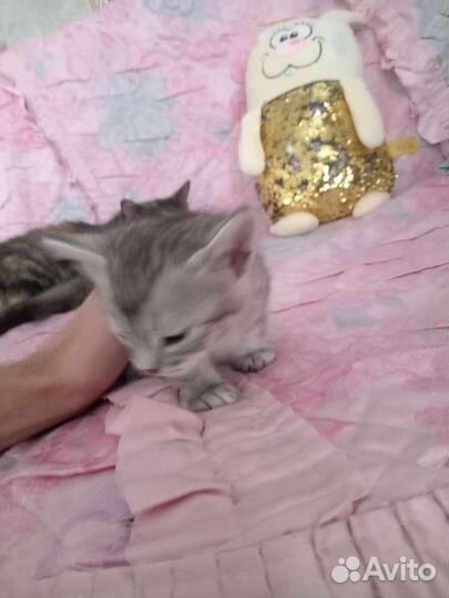 Кошка в дар бесплатно