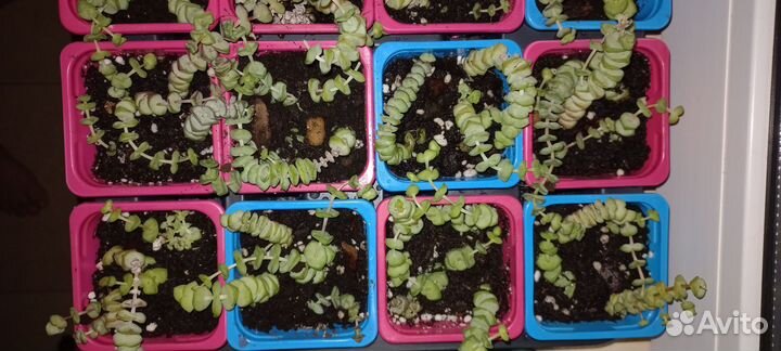 Толстянка продырявленная