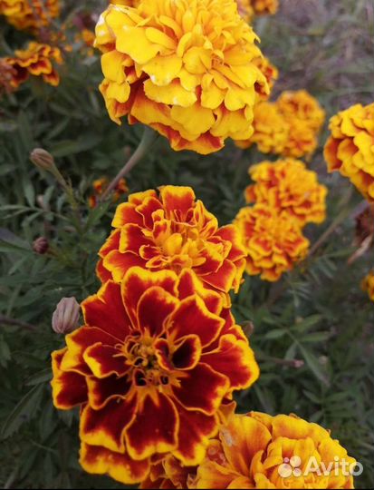 Бархатцы семена