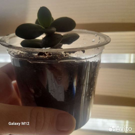 Толстянка денежное дерево