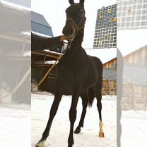 Русская сказка, покорившая мир