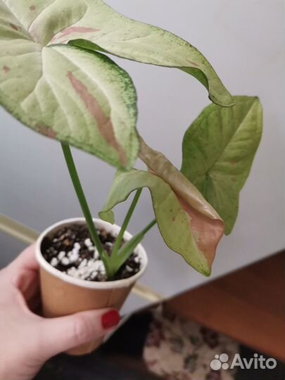 Сингониумы и Сансевиерия