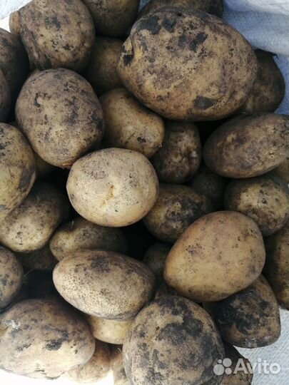 Продам картофель