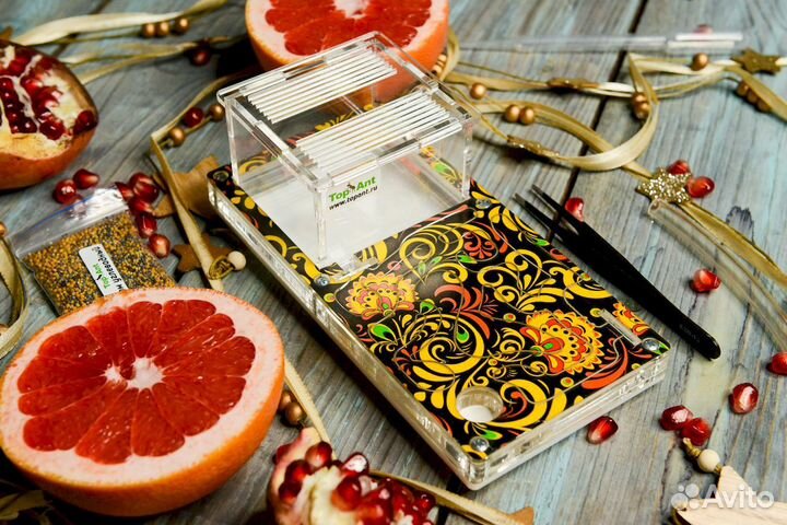 Формикарий/ Подарок для ребенка/ Муравьиная ферма