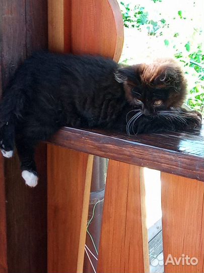 Котенок подросток