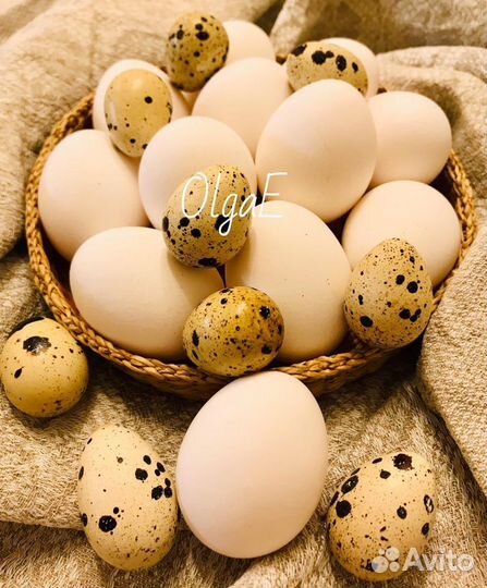 Инкубационное яйцо перепелов