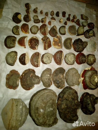 Трутовик за все