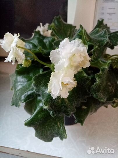 Филка белая, продаются детки