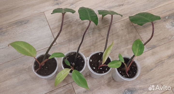 Филодендроны