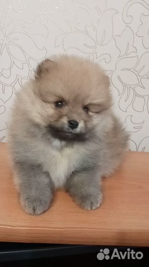 Померанский шпиц мини щенок