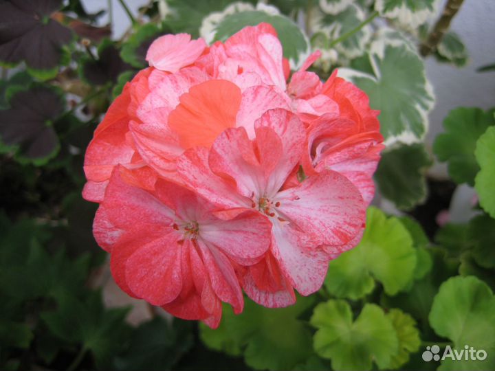 Черенок Пеларгония Герань Golden Anniversary