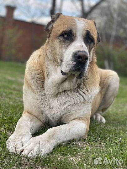 Алабай на вязку