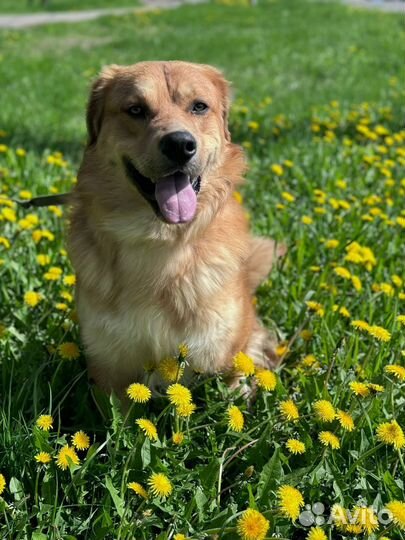 Джаз собака из приюта Некрасовка