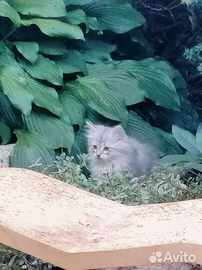 Сибирская кошка