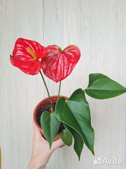 Антуриум красный