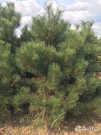 Сосна черная