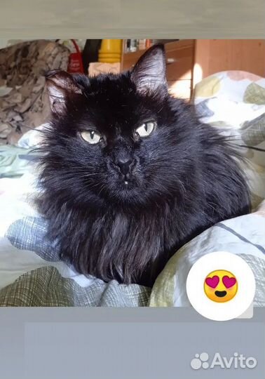 Бубуся -Самая благодарная в мире, удочерена мной