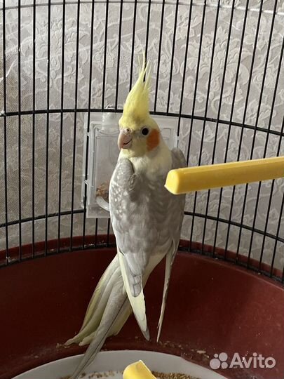 Попугай карелла самец