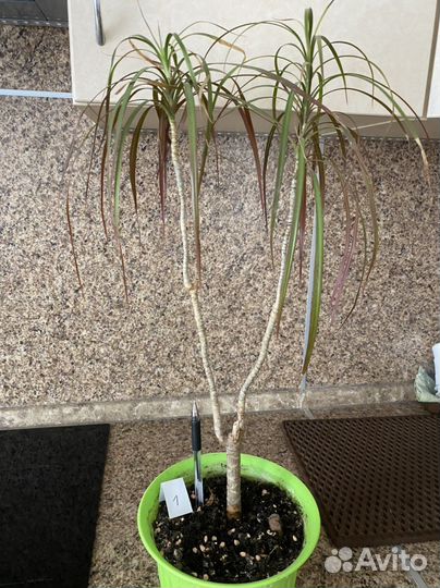 Комнатные цветы