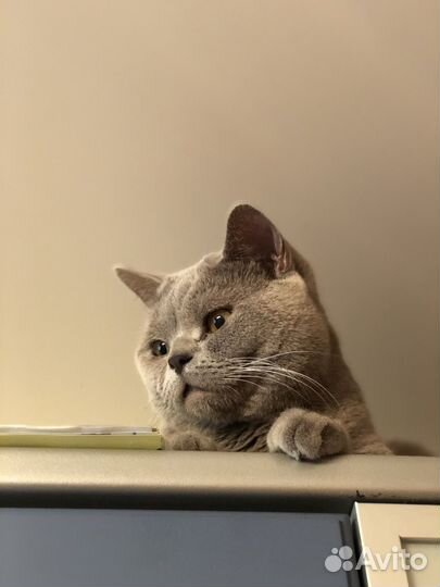 Британские кот