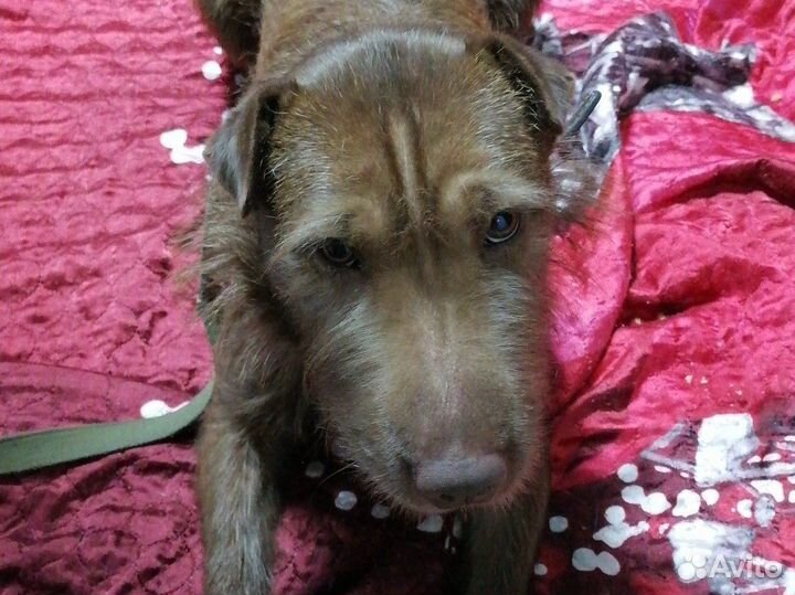 Отдам бесплатно