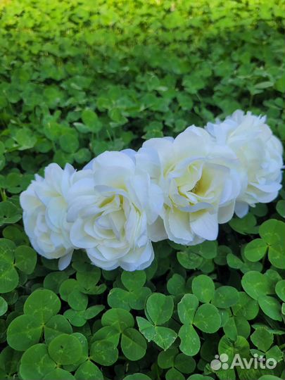 Ободок с цветами(красные и белые розы)