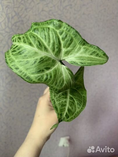 Сингониумы