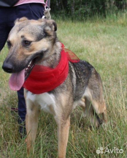 Собака в добрые руки, Мирта