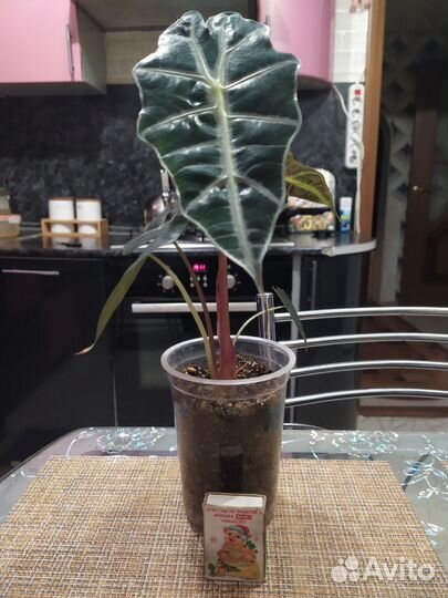 Алоказия полли