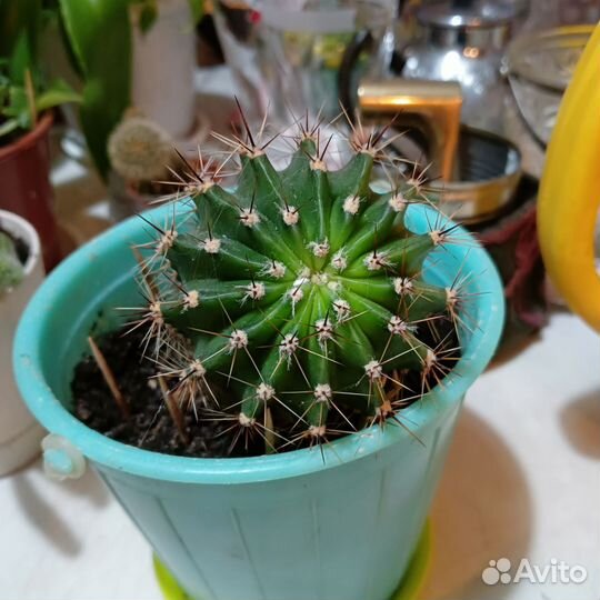 Комнатные растения