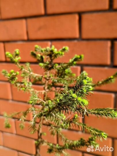 Ель аянская