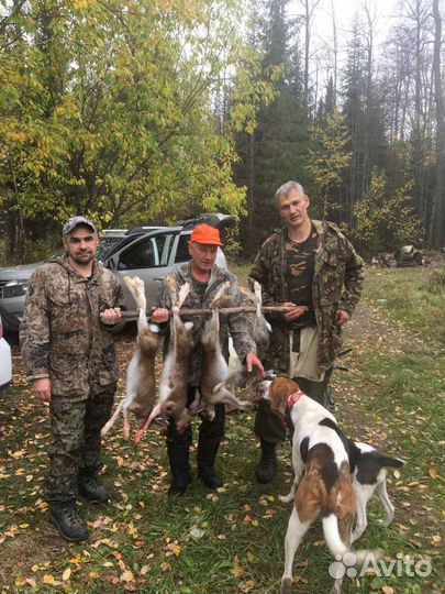 Охота с гончей