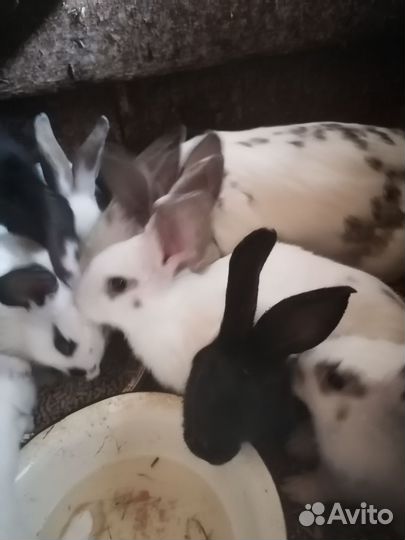 Кролики мясных пород