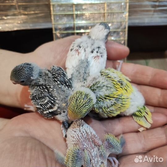 Птенцы волнистый попугай