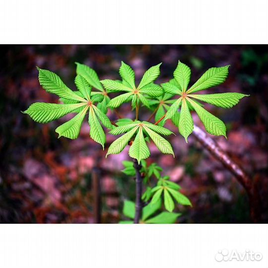 Саженцы каштанов