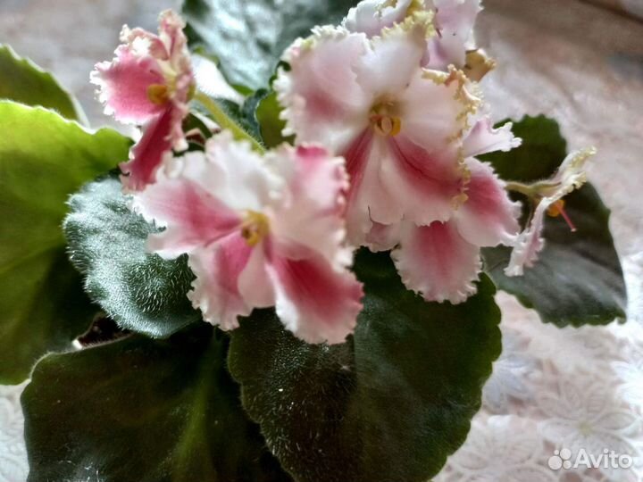 Продам сортовые фиалки