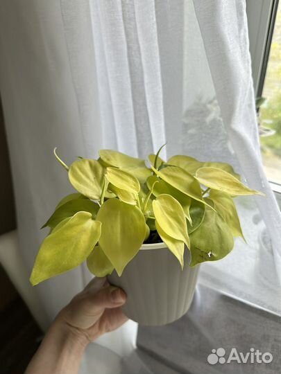Филодендрон лайм