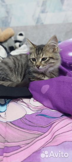 Домашние животные кошки