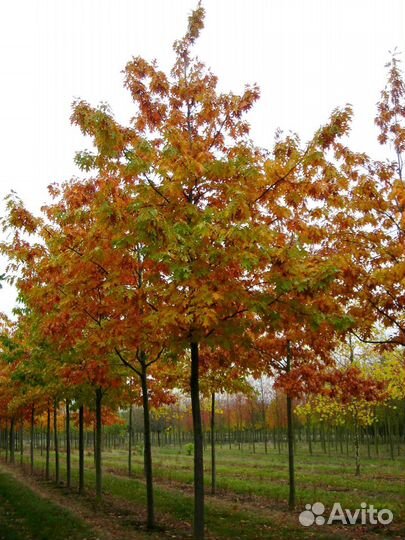 Дуб Красный