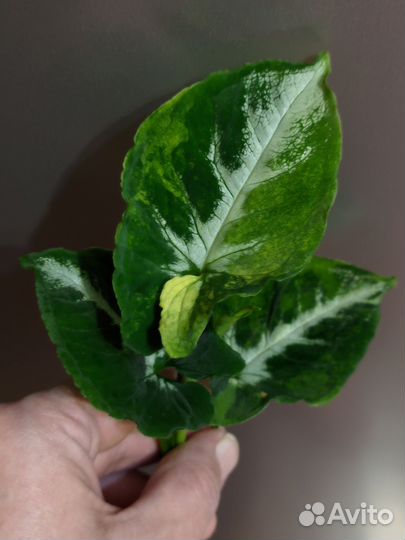 Сингониум яичница вар