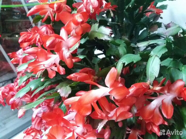 Декабрист растение