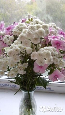 Многолетние цветы для сада